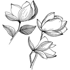 Magnolia in a vector style isolated. Full name of the plant: Magnolia. Vector flower for background, texture, wrapper pattern, frame or border.