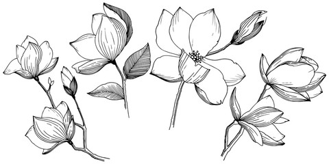 Magnolia in a vector style isolated. Full name of the plant: Magnolia. Vector flower for background, texture, wrapper pattern, frame or border.