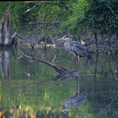 Wildlife photo - Blue heron is its natural environment, Danubian wetland, Slovakia, Europe