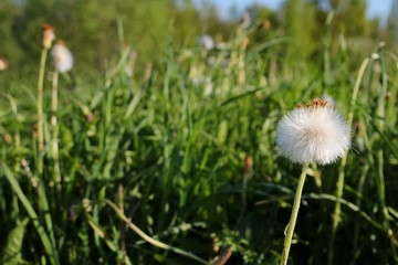 красивый белый одуванчик на фоне зеленой травы     