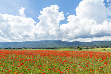 Fototapeta na wymiar Red poppy field in springtime 1