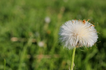 красивый белый одуванчик на фоне зеленой травы     
