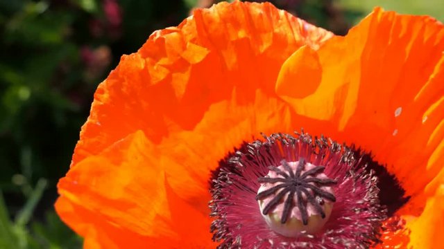 Mohnbl&uuml;te im Wind