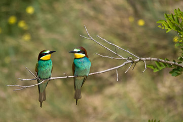 Wildlife photo - Bee eater sits on branch its natural environment, Sandberg, Slovakia, Europe