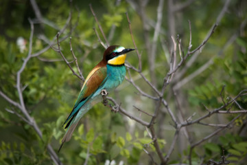 Wildlife photo - Bee eater sits on branch its natural environment, Sandberg, Slovakia, Europe