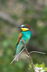 Wildlife photo - Bee eater sits on branch its natural environment, Sandberg, Slovakia, Europe