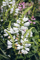 Close up on a Physostegia virginiana flowering plant in the mint family, commonly called obedient plant or false dragonhead