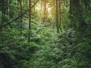 Fototapeta premium Forest Green Jungle tree Branches Nature background