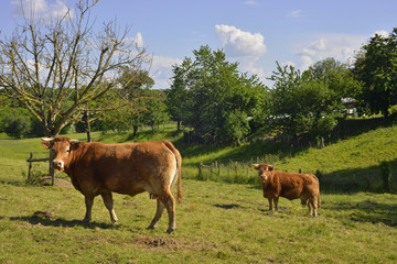 Deux vaches Limousine des prés du Périgord, département de la Dordogne, en région...