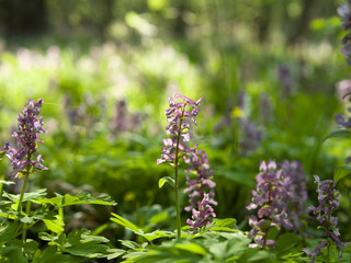 Fototapeta na wymiar Meadow With Corydalis Flowers Of Different Colors