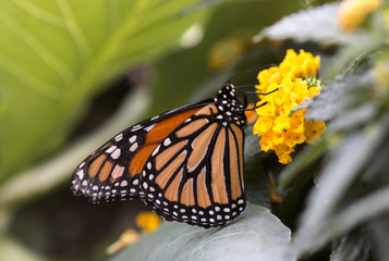 Monarch butterfly