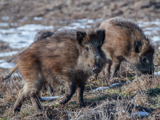 dziki © ryszard