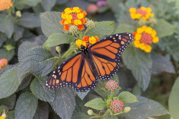 Monarch butterfly
