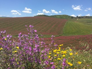 Fototapeta premium Sizilien Pflanzen Blumen