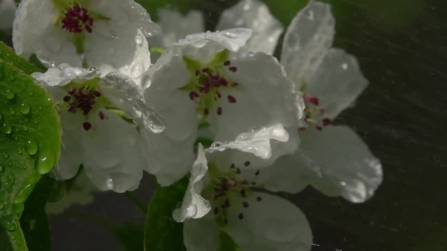 Amazing pear branch with white blossom in spraying on blurred garden background. Adorable view of lyric spring blooming and fresh green leaves close up in amazing HD clip with slow motion.