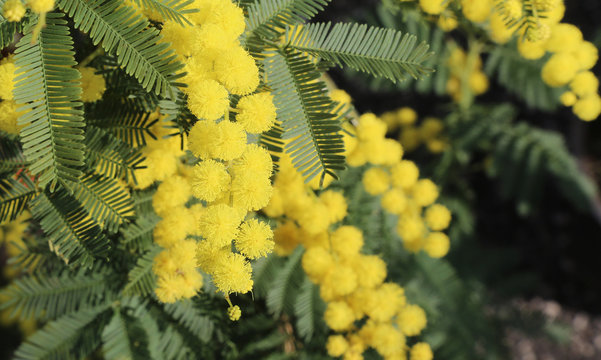 background of blossomed yellow mimosas  flowers
