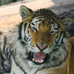 Portrait of siberian tiger is sitting in the shade
