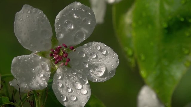Single sunlit pear white blossom with red stamens in water drops, waving on green garden background. Adorable view of lyric spring blooming close up in amazing HD clip with slow motion.