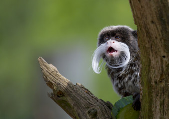 Moustache monkey