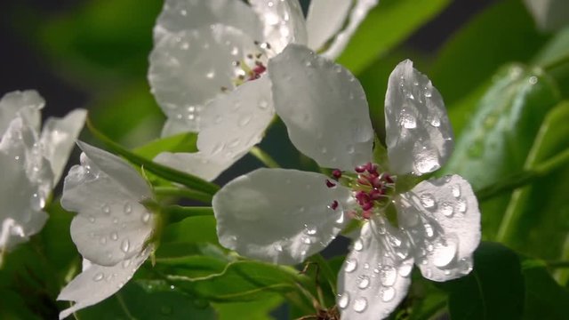 Sunlit pear white blossom with red stamens in water drops, waving on green garden background. Adorable view of lyric spring blooming close up in amazing HD clip with slow motion. Wonderful footage.