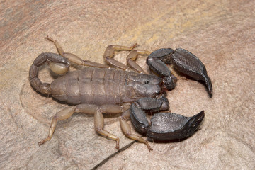 Scorpion, Scorpiops pachmarhicus, Euscorpiidae, Madhya Pradesh