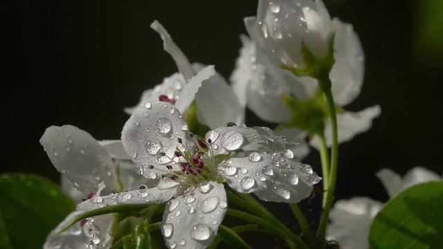 Sunlit pear white blossom with red stamens in water drops, waving on dark gray background. Adorable view of lyric spring blooming close up in amazing HD clip with slow motion. Wonderful footage.