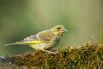 Greenfinch (Carduelis chloris) on mossy tree trunk