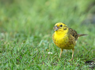 Male of yellowhammer (Emberiza citrinella) on beautiful green grass