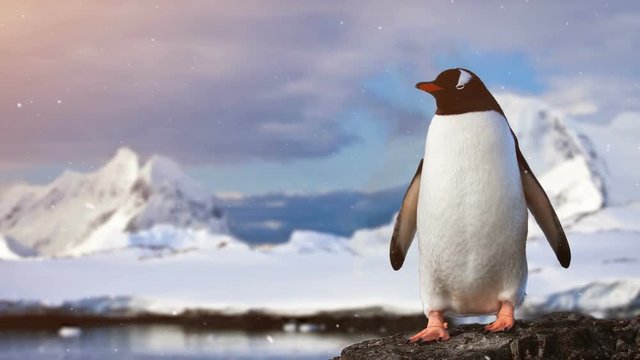 Antarctic Wildlife. Lonley penguin standing on the rock in snowfall, sunset light. Majestic winter landscape. Exploring beauty world, holidays and recreation. Travel background. Slow motion 4K footage