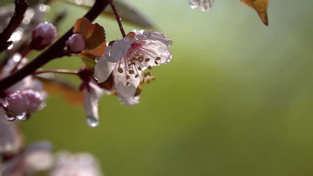 Fantasy sunlit plum twig with pink blossom in water drops, waving in wind on green blurred garden background. Adorable view of lyric sakura in amazing HD clip with slow motion. Wonderful footage.