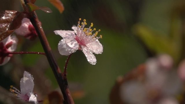 Fantasy sunlit plum twig with pink blossom, trembling in spraying on green blurred garden background. Adorable view of lyric sakura in amazing HD clip with slow motion. High speed camera shooting.
