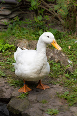 Naklejka na ściany i meble Female adult white Campbell domestic breed duck, often refered to as Jemima puddle ducks. Standing, facing forward. Vertical.