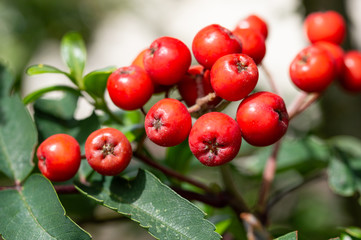 Rowan berries, Sorbus aucuparia. Close up detail of the red cluster of fruit on a Mountain Ash tree. Edible fruits loved by birds.