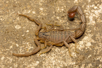 Spider, Hottentotta jabalpurensis, Butheidae, Madhya Pradesh