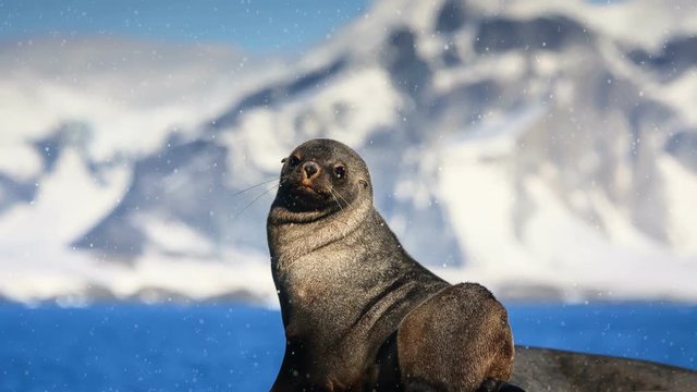 The brown seal has a rest on stones in Antarctic beach. Slow motion 4K footage