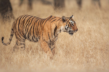 Beautiful tigress in the nature habitat. Tiger walk during the golden light time. Wildlife scene with danger animal. Hot summer in India. Dry area with beautiful indian tiger, Panthera tigris tigris