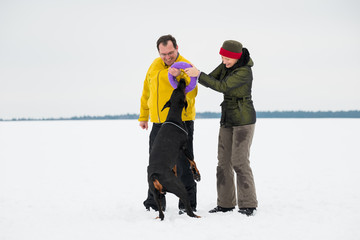 Fototapeta na wymiar Training and playing with dogs Dobermans on a snowy field in winter