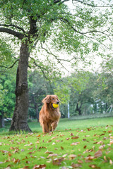 Golden Retriever playing in the park