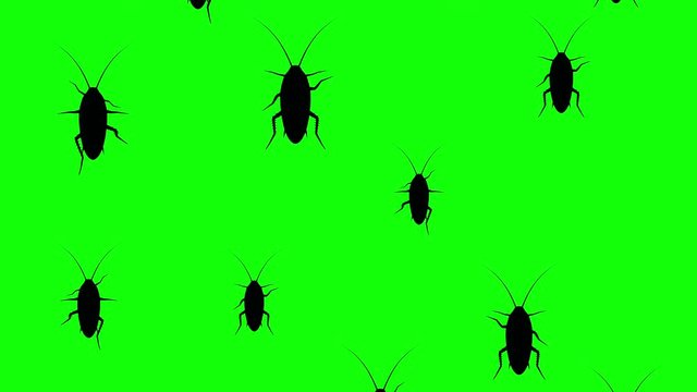 Cockroaches running up on a green screen. Seamless loop 3d animation of black silhouettes of insects on chroma key.