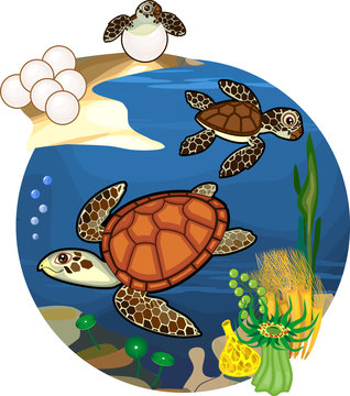 Life cycle of sea turtle. Sequence of stages of development of turtle from egg to adult animal