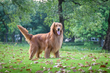 Golden Retriever playing in the park