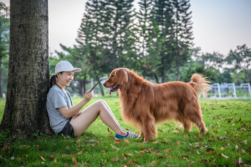 Golden Retriever playing in the park