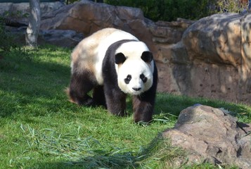 Obraz premium panda