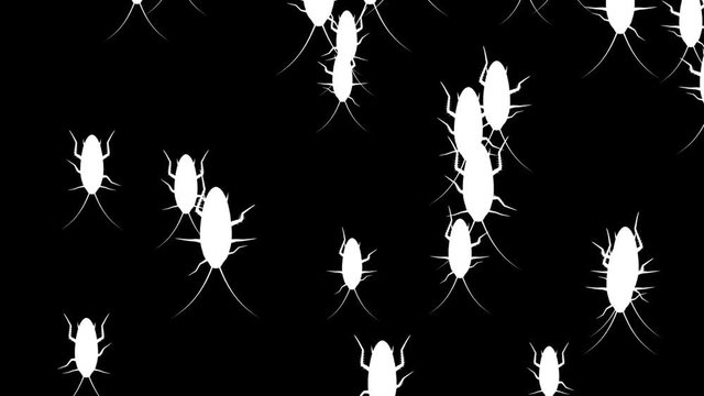 Invasion of hordes of cockroaches. Alpha matte mask. Crowd of creepy insects runs on a black background, white silhouettes fill the screen and turn into a white backdrop, 3D animation.