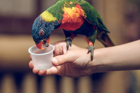 Charming kid feeding colorful parrot