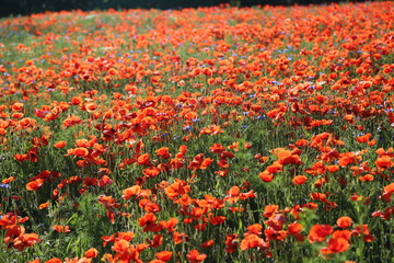 Red Poppies / Poppy Field