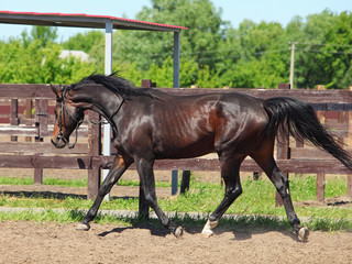 Trakehner horse with classic bridle galloping on farm background