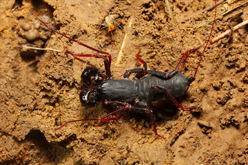 Whiptail scorpion or vinegar scorpion, Labochirus sp, Uropygi, Trishna, Tripura , India