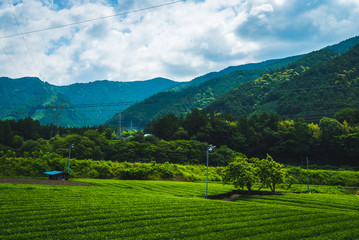 Tea plantation, Japan