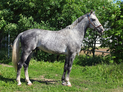 Dapple-grey horse in motion on rural background 